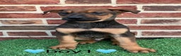 Mixed Breed dogs for sale: German shepherd x doberman 2 left - Advert 2