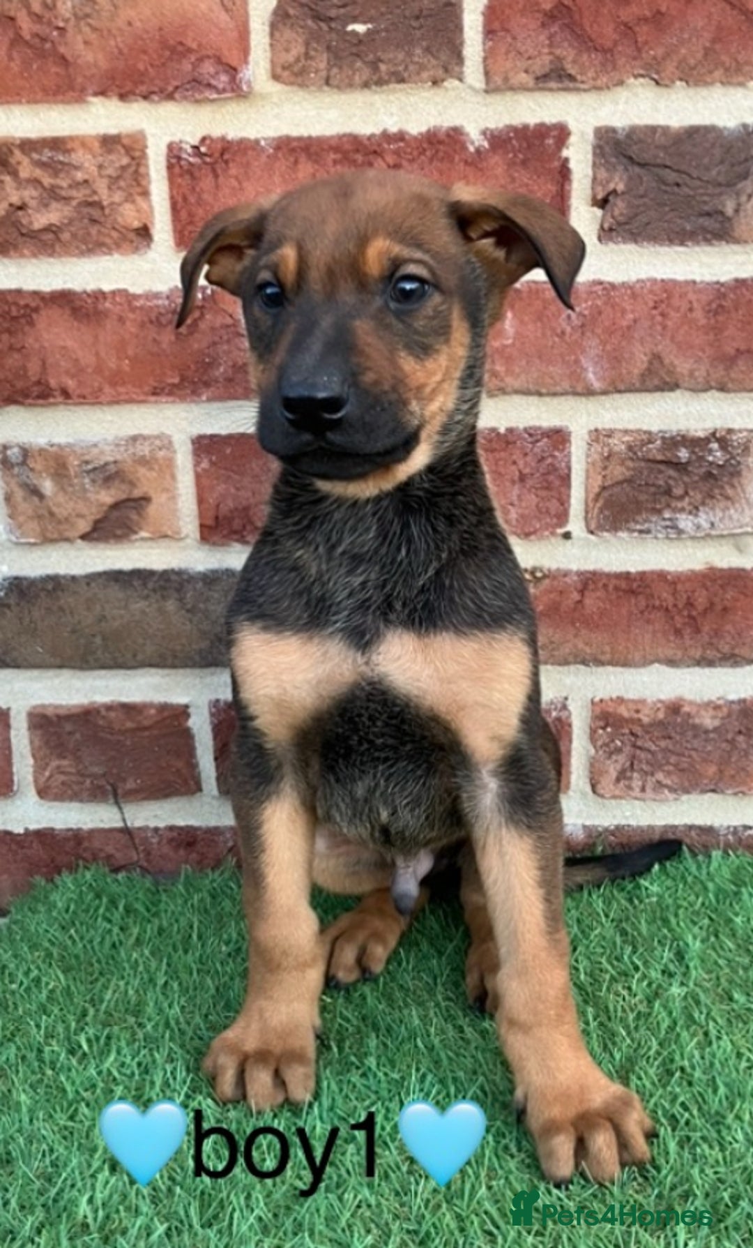 Mixed Breed dogs for sale: German shepherd x doberman 2 left - Advert 2