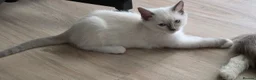 Ragdoll cats for sale: Ragdoll kittens 💉🩺 vaccinated & microchipped - Advert 23
