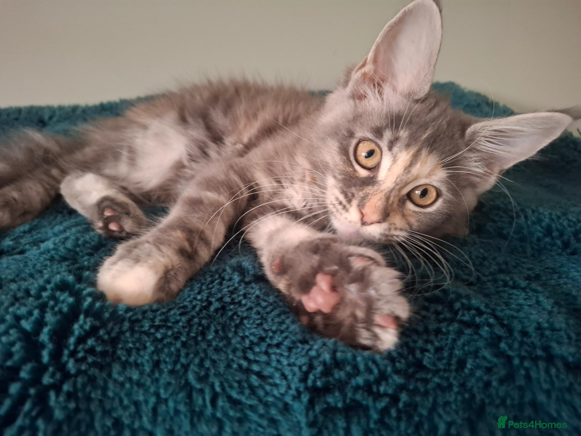 Maine Coon cats Tica registered Maine coon kittens - Advert 1