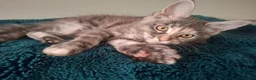 Maine Coon cats for sale: TICA registered Maine coon kittens - Advert 4