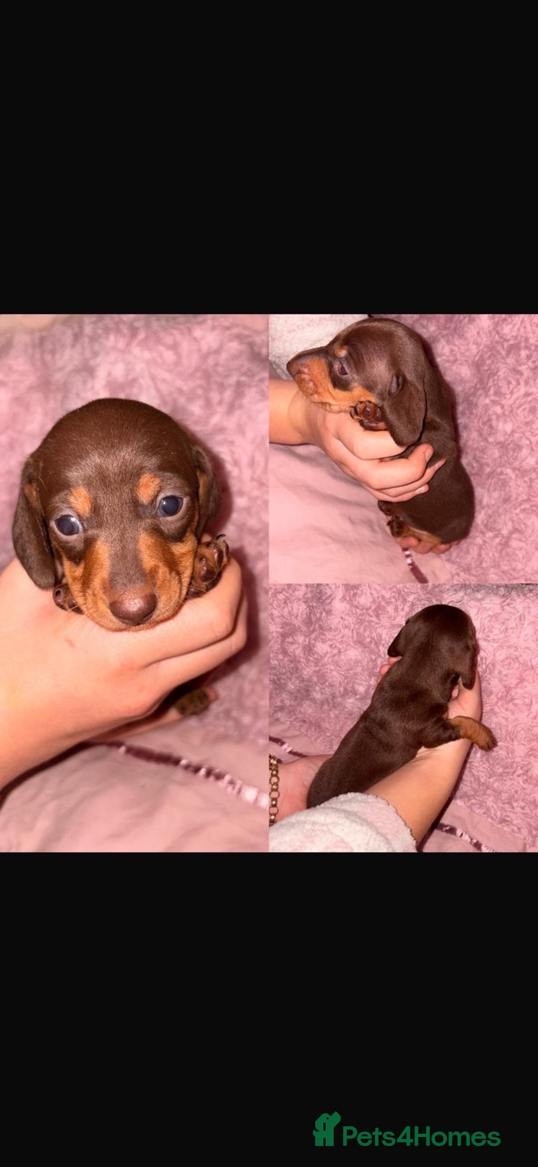 Dachshund dogs for sale: Beautiful Dashaund puppies  - Advert 6