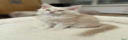 Maine Coon cats for sale: READY TO LEAVE Top quality Maine coon kittens - Advert 29