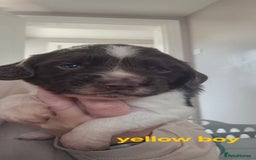 English Springer Spaniel dogs for sale: English Springer Spaniel Puppies  - Image 15