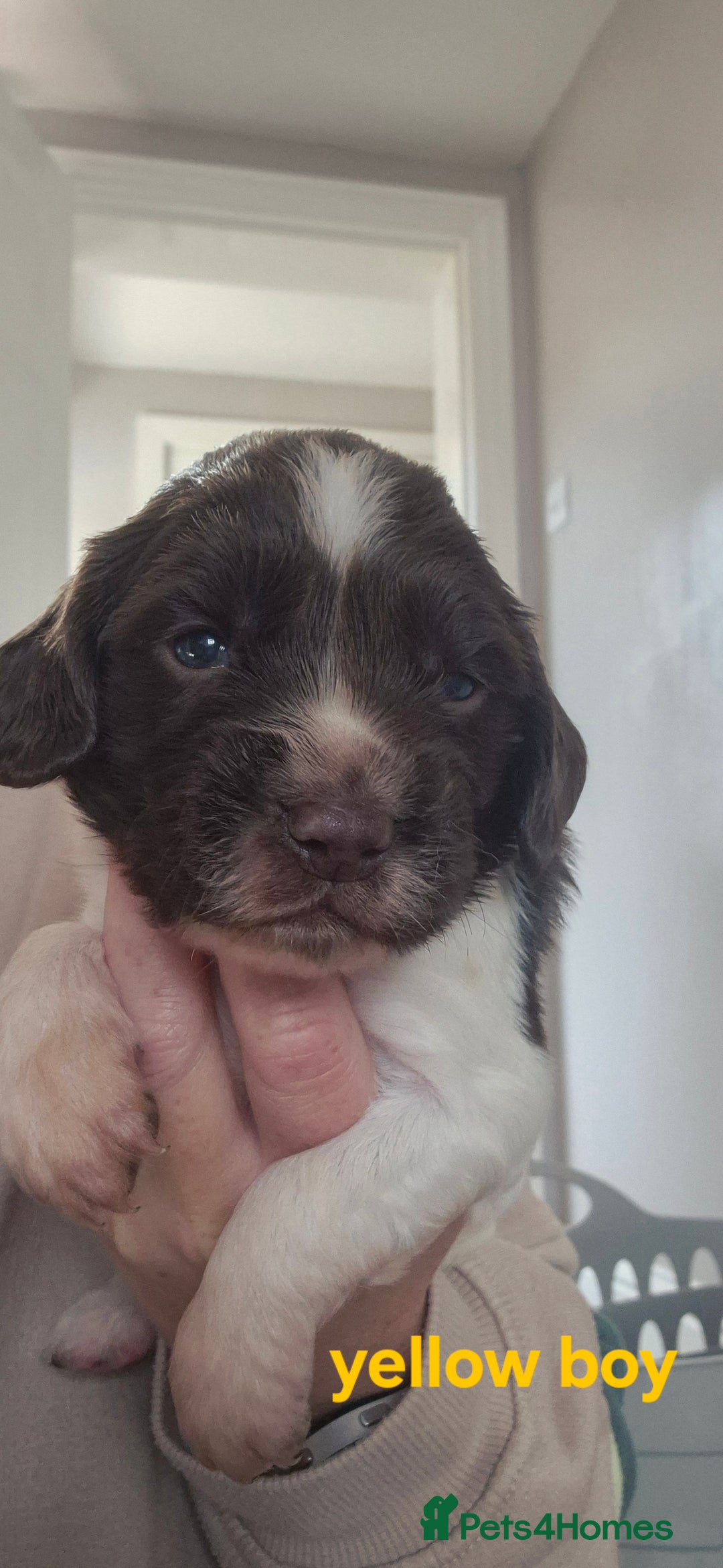English Springer Spaniel dogs for sale: English Springer Spaniel Puppies  - Image 15