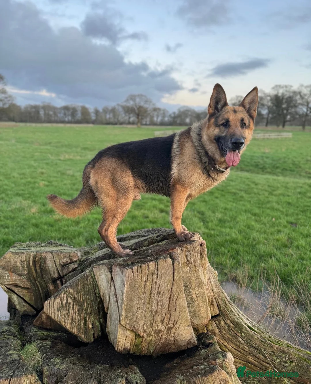 German Shepherd dogs for sale: Stunning Pedigree German Shepherd Puppies!  - Advert 11