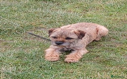 Border Terrier dogs for sale: Border terrie  - Image 2