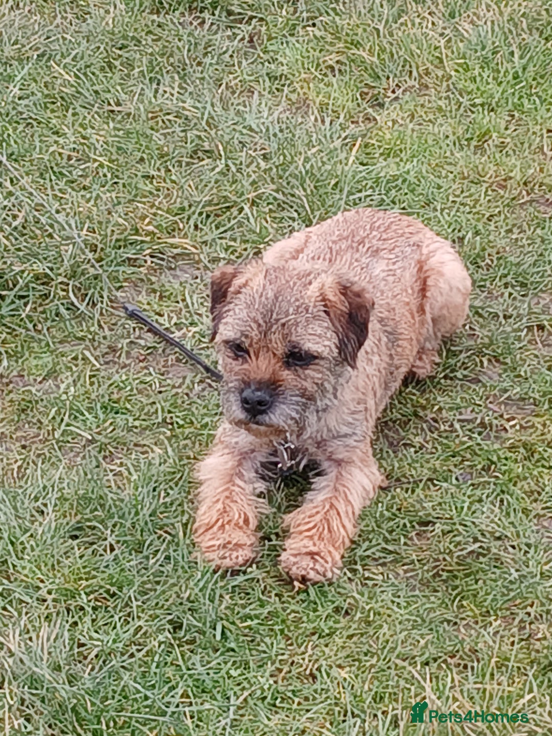 Border Terrier dogs for sale: Border terrie  - Image 2