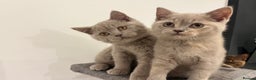 British Shorthair cats for sale: Pedigree British Shorthair Kittens Golden & Lilac - Advert 6