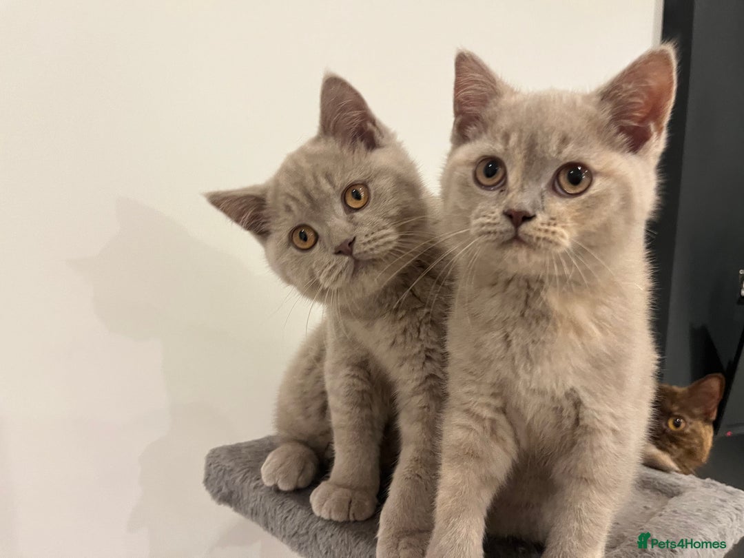 British Shorthair cats for sale: Pedigree British Shorthair Kittens Golden & Lilac - Advert 6