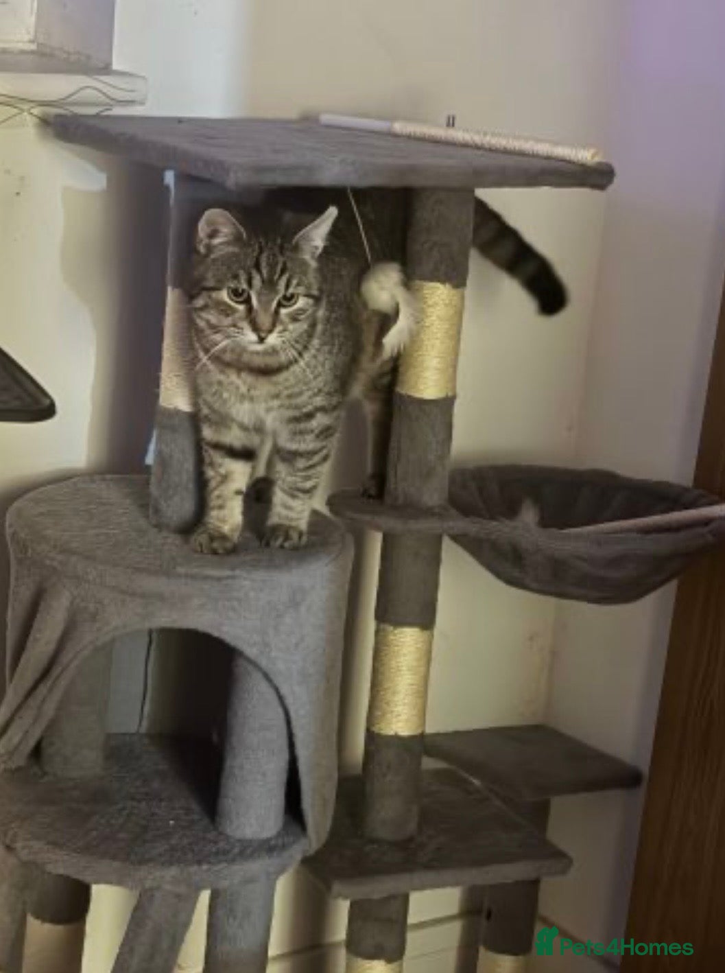 Mixed Breed cats Bulgarian Tabby Male - Advert 1