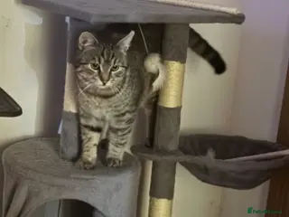 Mixed Breed cats Bulgarian Tabby Male - Advert 1