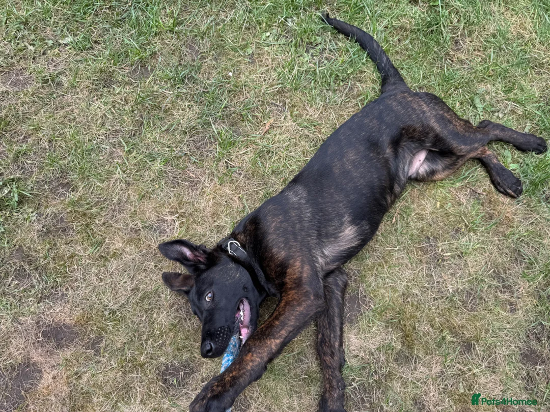 Belgian Shepherd Dog dogs for sale: Dutch Shepherd  in Rotherham - Advert 2