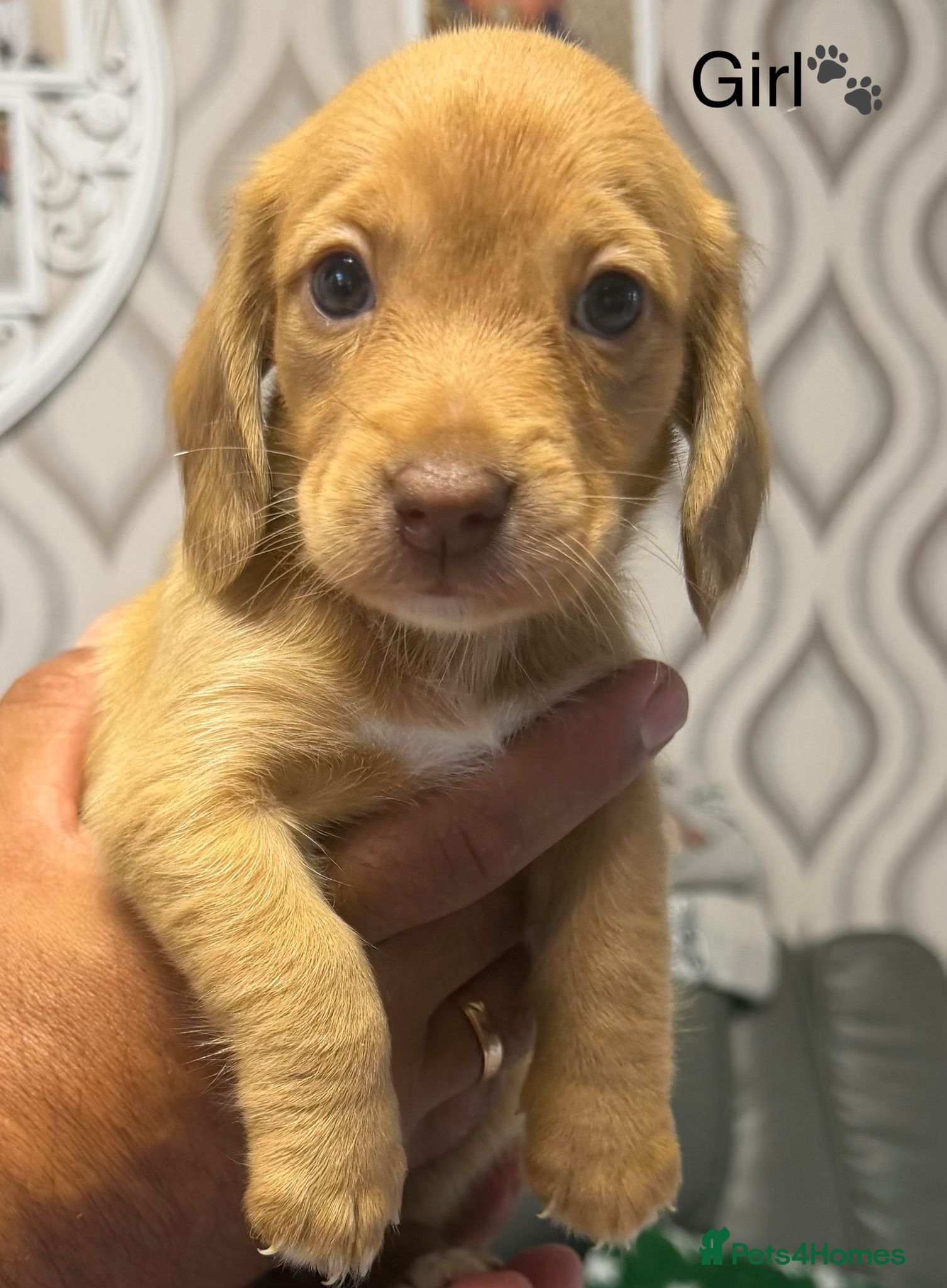 Dachshund dogs Dachshund Puppies | Ready to leave 8th of June - Advert 3