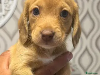 Dachshund dogs Dachshund Puppies | Ready to leave 8th of June - Advert 3