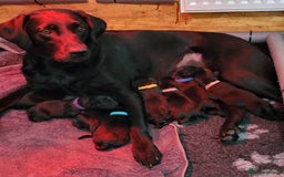 Labrador Retriever dogs for sale: 8 Beautiful Black Labrador Puppies - Image 1