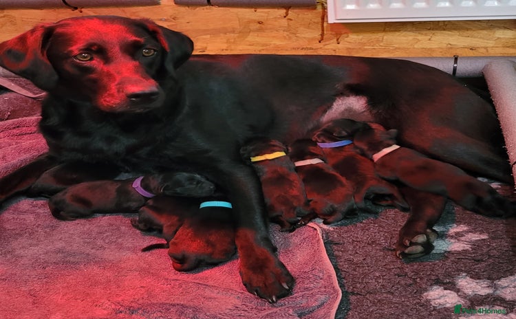 Labrador Retriever dogs - Advert 11