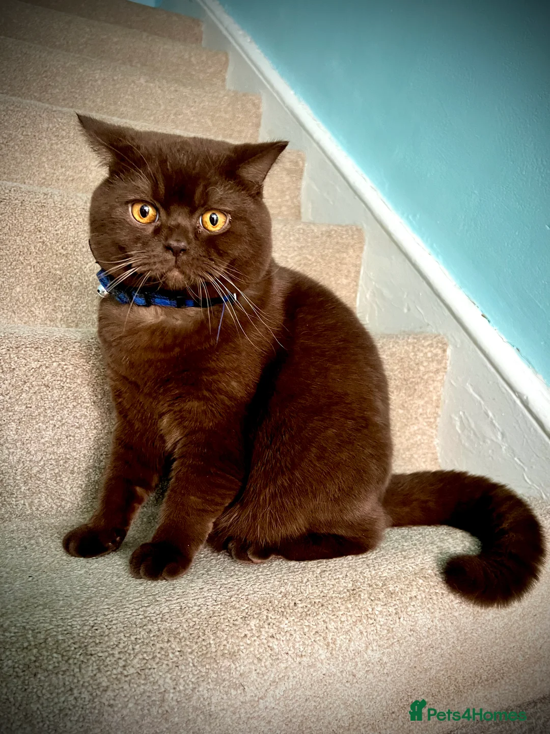 British Shorthair cats for stud: Chocolate British shorthair GCCF Active in London - Advert 10