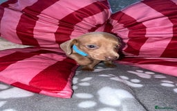 Dachshund dogs for sale: Dachshund puppies  - Image 15