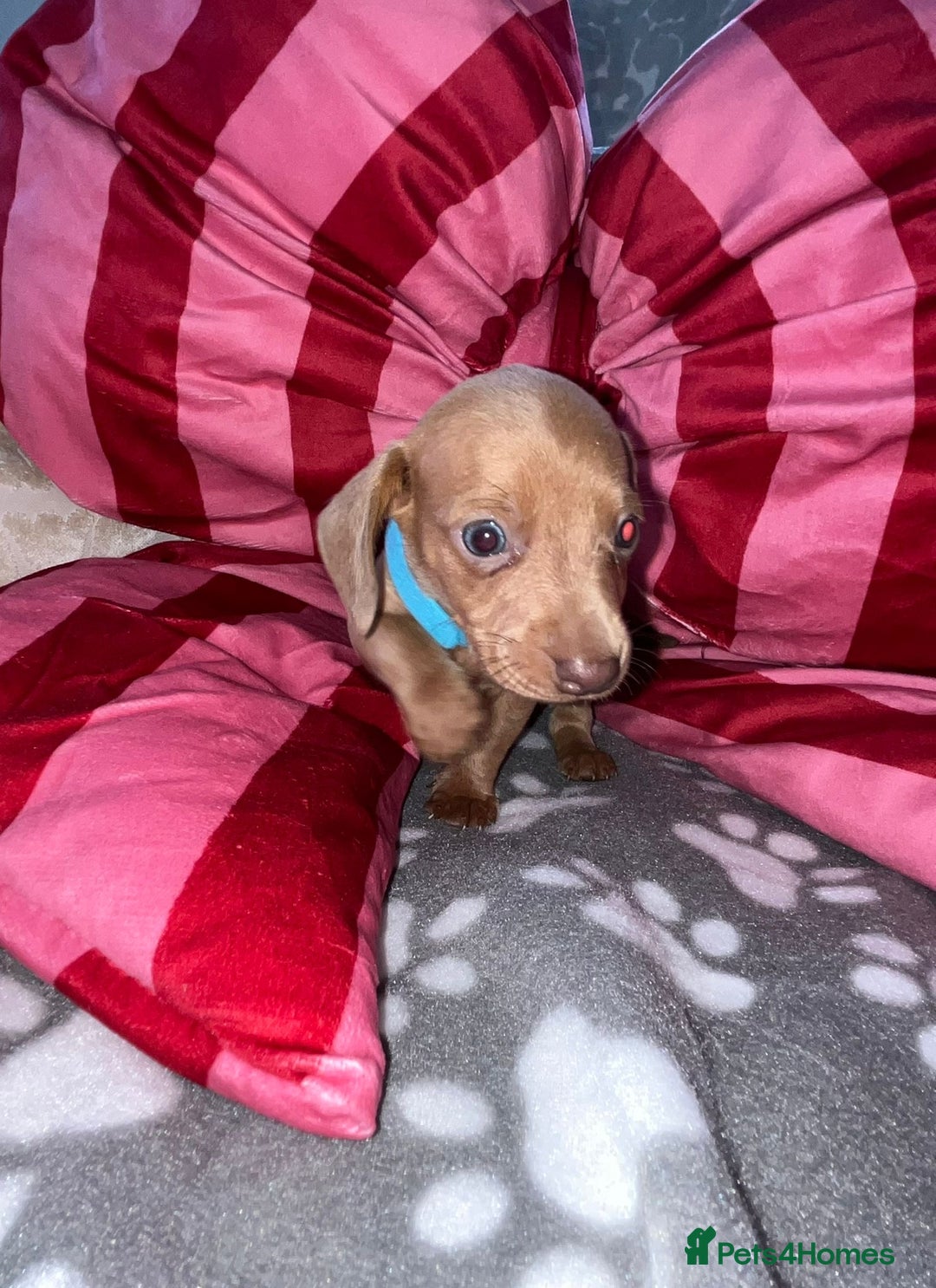 Dachshund dogs for sale: Dachshund puppies  - Image 15