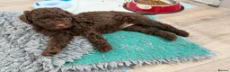 Cockapoo dogs for sale: Single Brown Puppy in Leighton Buzzard - Advert 6