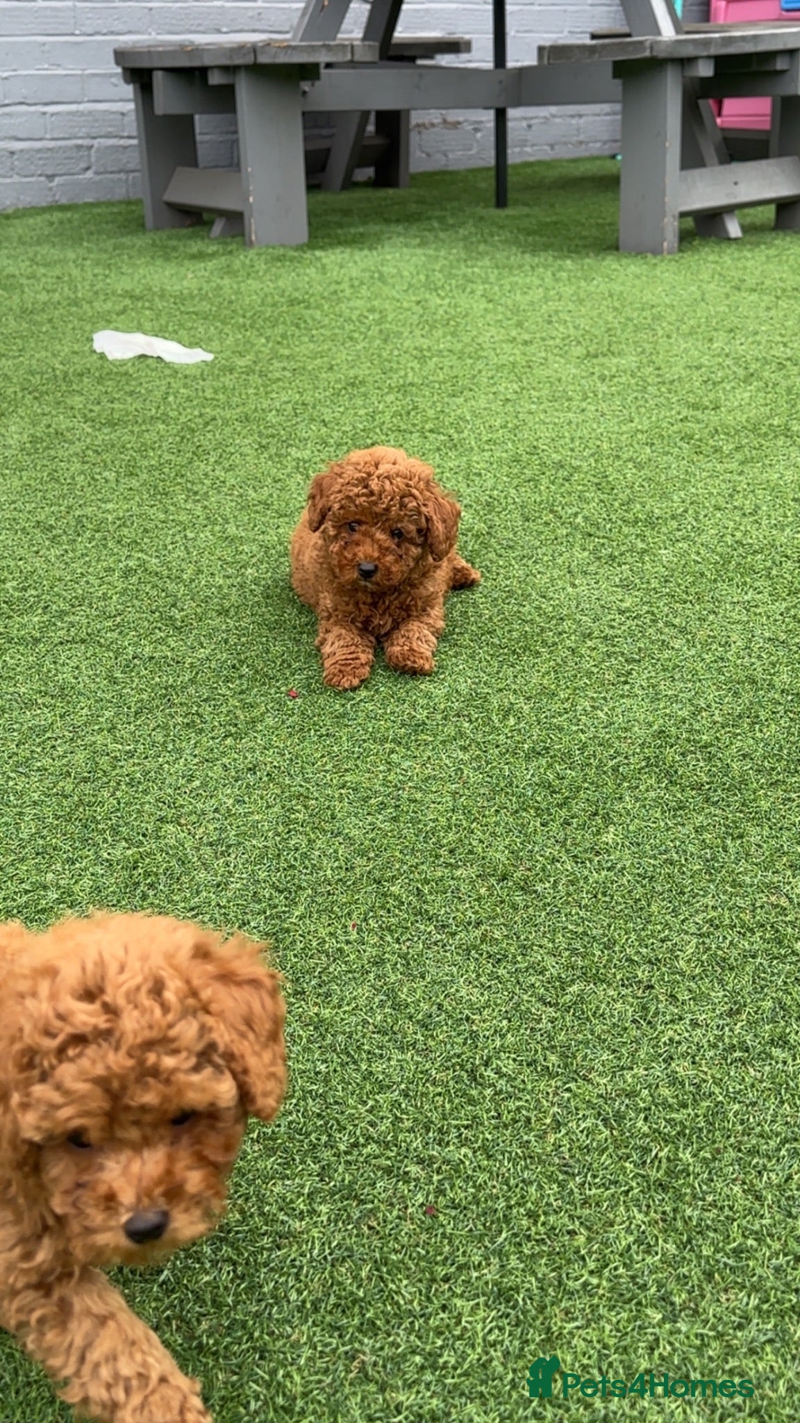 Toy Poodle dogs KC registered red toy poodle puppies  - Advert 1