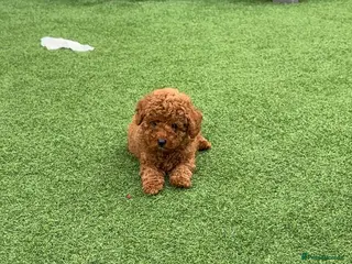Toy Poodle dogs KC registered red toy poodle puppies - Advert 1