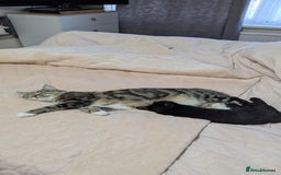 European cats for sale: Magic black kitten READY TO MOVE  - Image 2