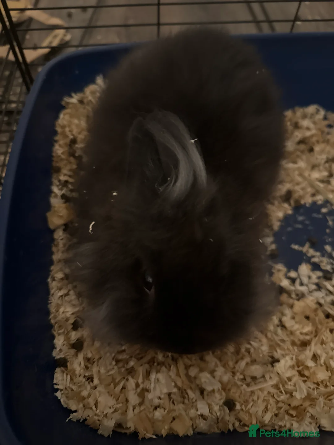 Lionhead rabbits for sale: Double mane lion head  - Advert 1