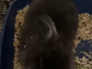 Lionhead rabbits Double mane lion head - Advert 2