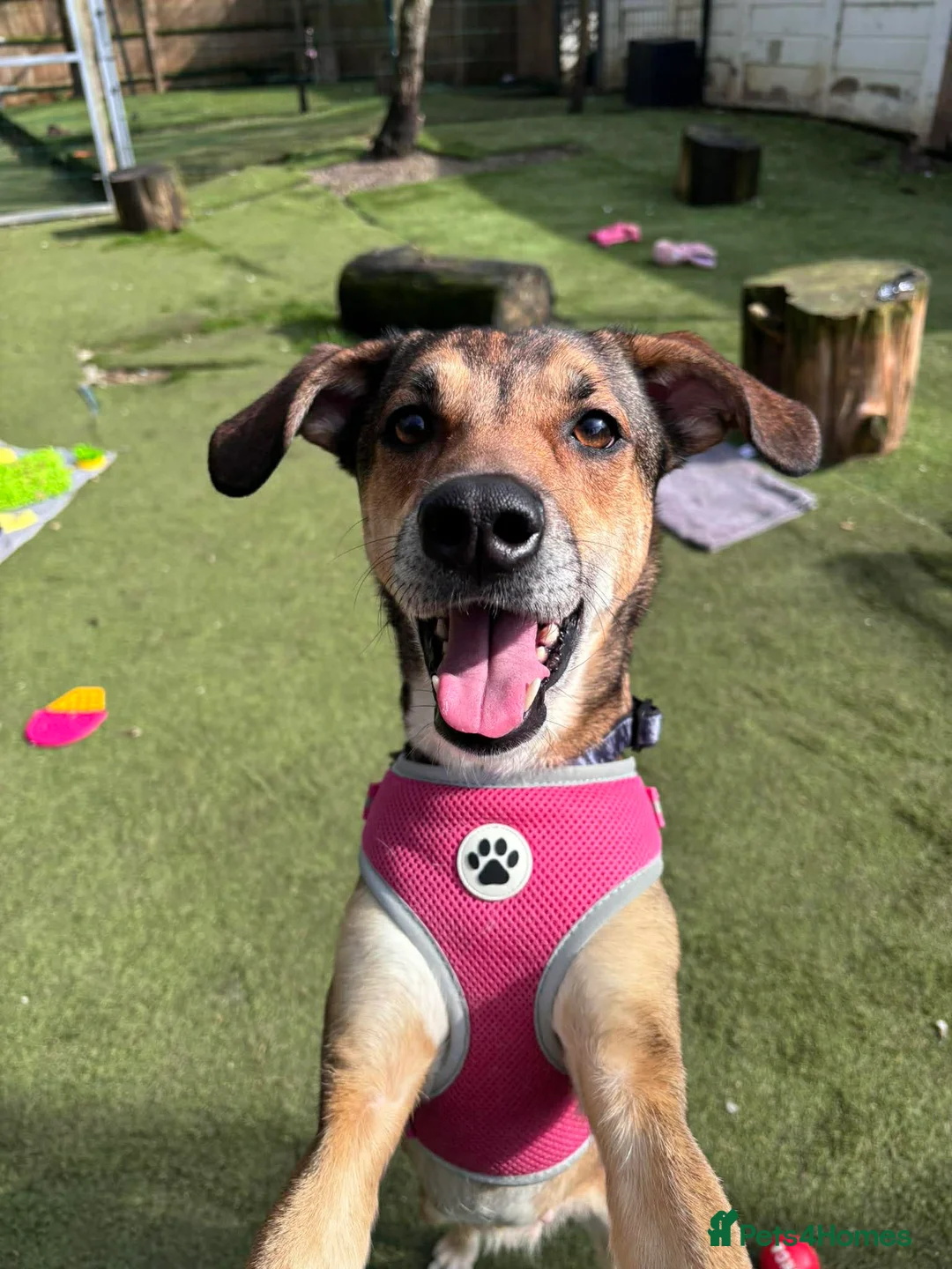 Mixed Breed dogs for adoption: Little Nellie needs her home - Advert 1