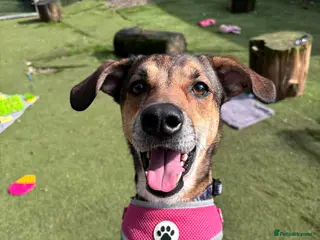 Mixed Breed dogs Little Nellie needs her home - Advert 17
