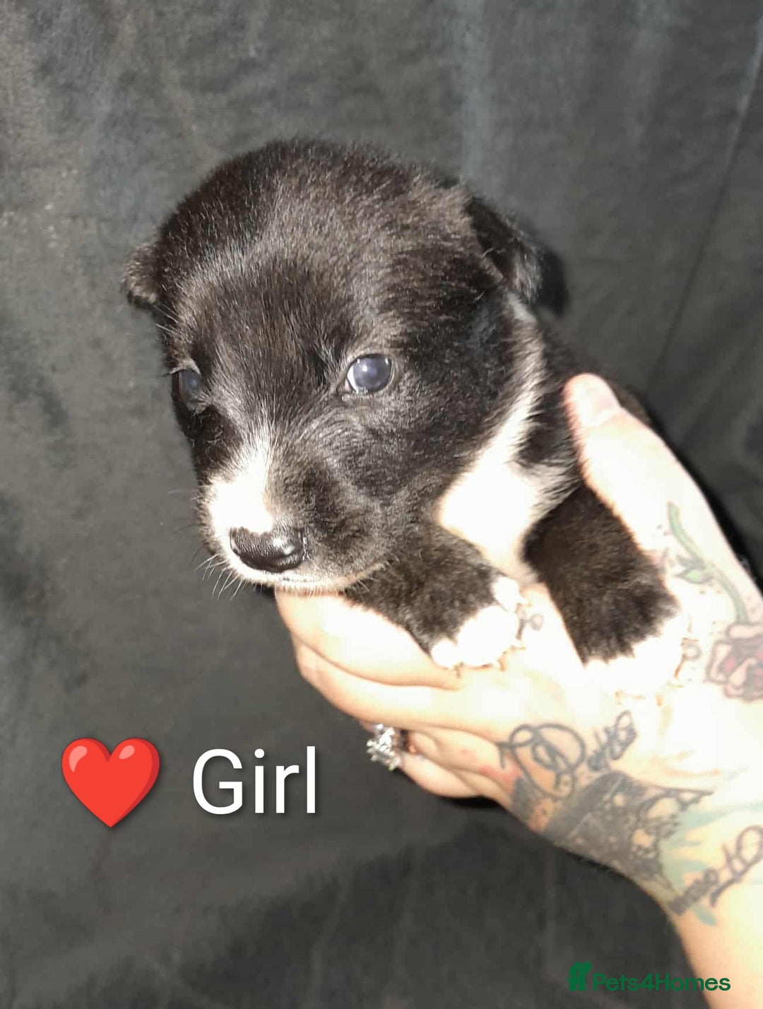 Mixed Breed dogs for sale: American Bulldog x Siberian Husky - Image 16