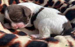 English Springer Spaniel dogs for sale: KC reg Springer Spaniel boys - Image 8