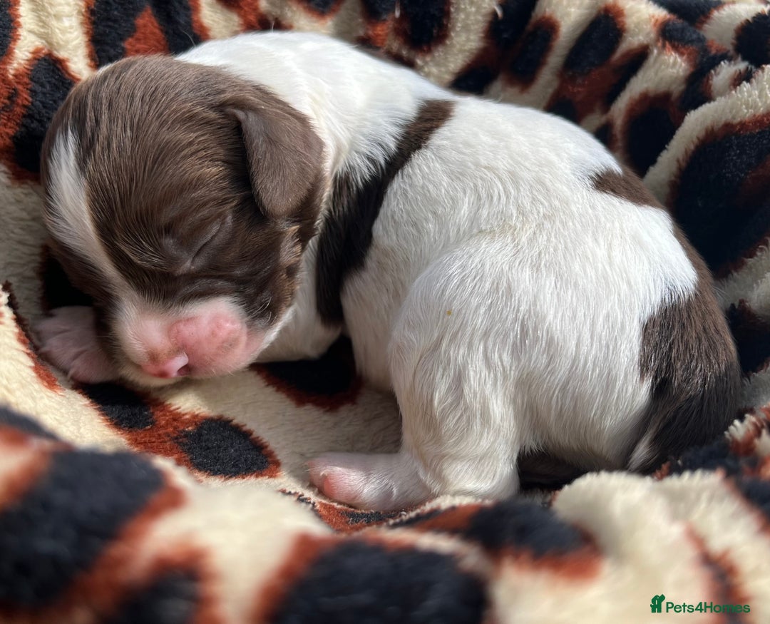 English Springer Spaniel dogs for sale: KC reg Springer Spaniel boys - Image 8