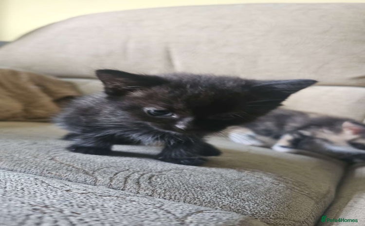 Domestic Shorthair cats - Advert 3