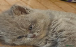 British Shorthair cats for sale: British Shothair Lilac - Image 5