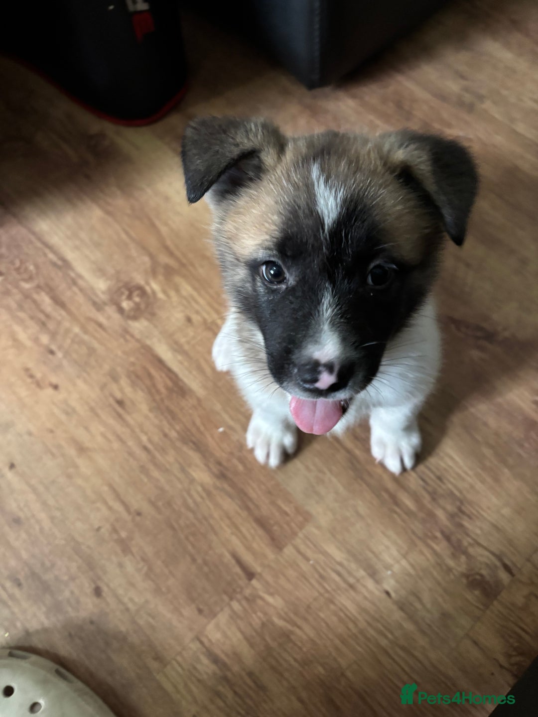Akita dogs for sale: American akita Female bitches  - Image 20