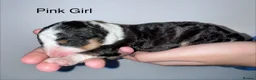 Mixed Breed dogs for sale: Lassie/Border Collie X Toy Poodle puppies - Advert 1