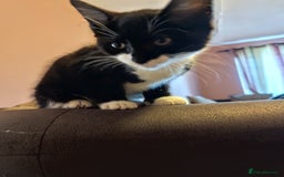 European cats for sale: Kittens for sale  - Image 3