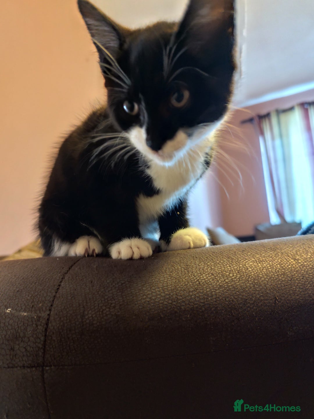 European cats for sale: Kittens for sale  - Image 3