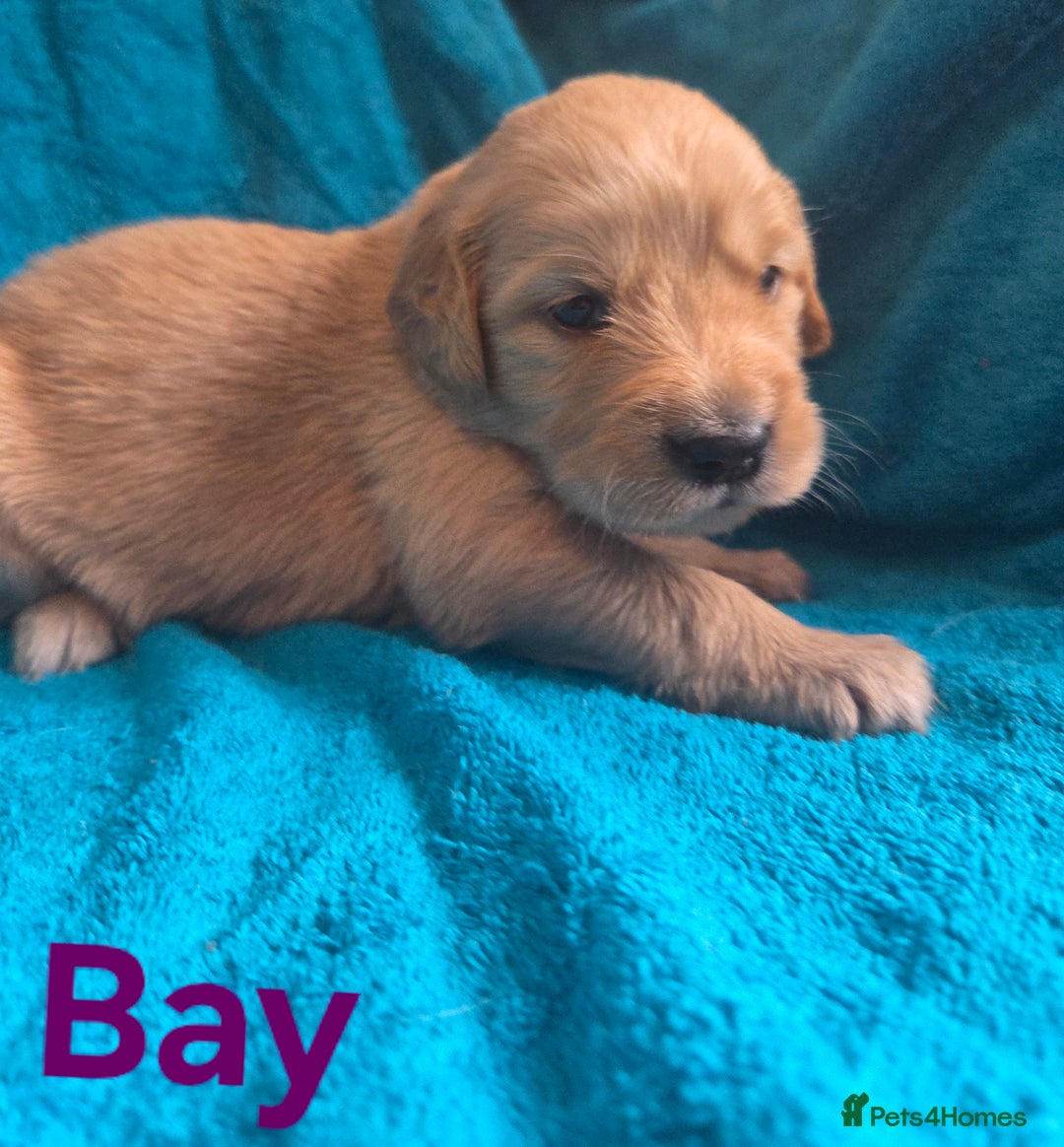 Goldador dogs for sale: Goldador Puppy 5 - Kitanas puppies  - Image 25