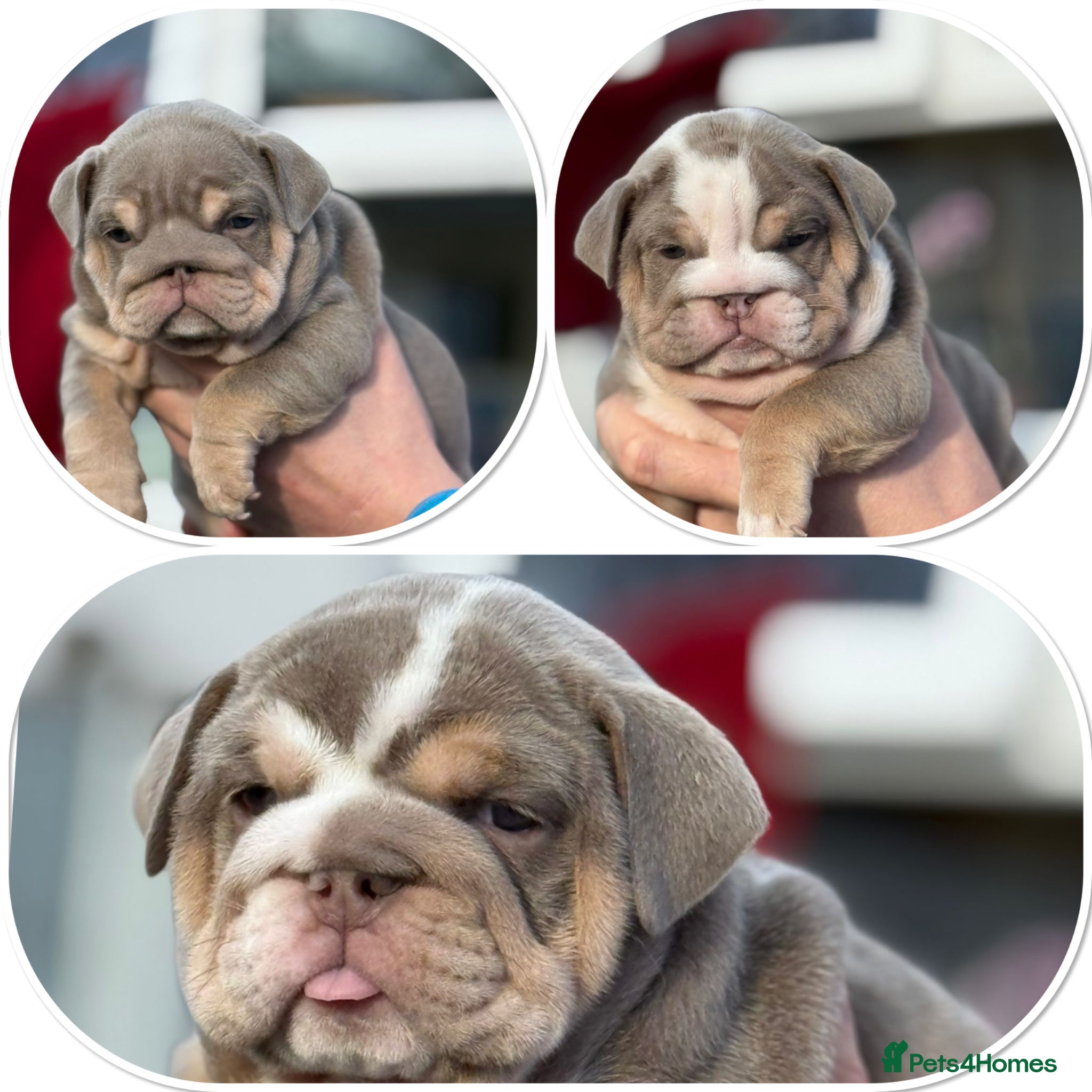 English Bulldog dogs  🐾 ⚡️ HOGWARTS LITTER ⚡️ 🐾  - Advert 5