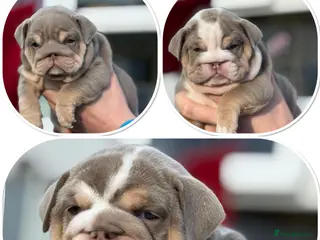 English Bulldog dogs 🐾 ⚡️ HOGWARTS LITTER ⚡️ 🐾 - Advert 5