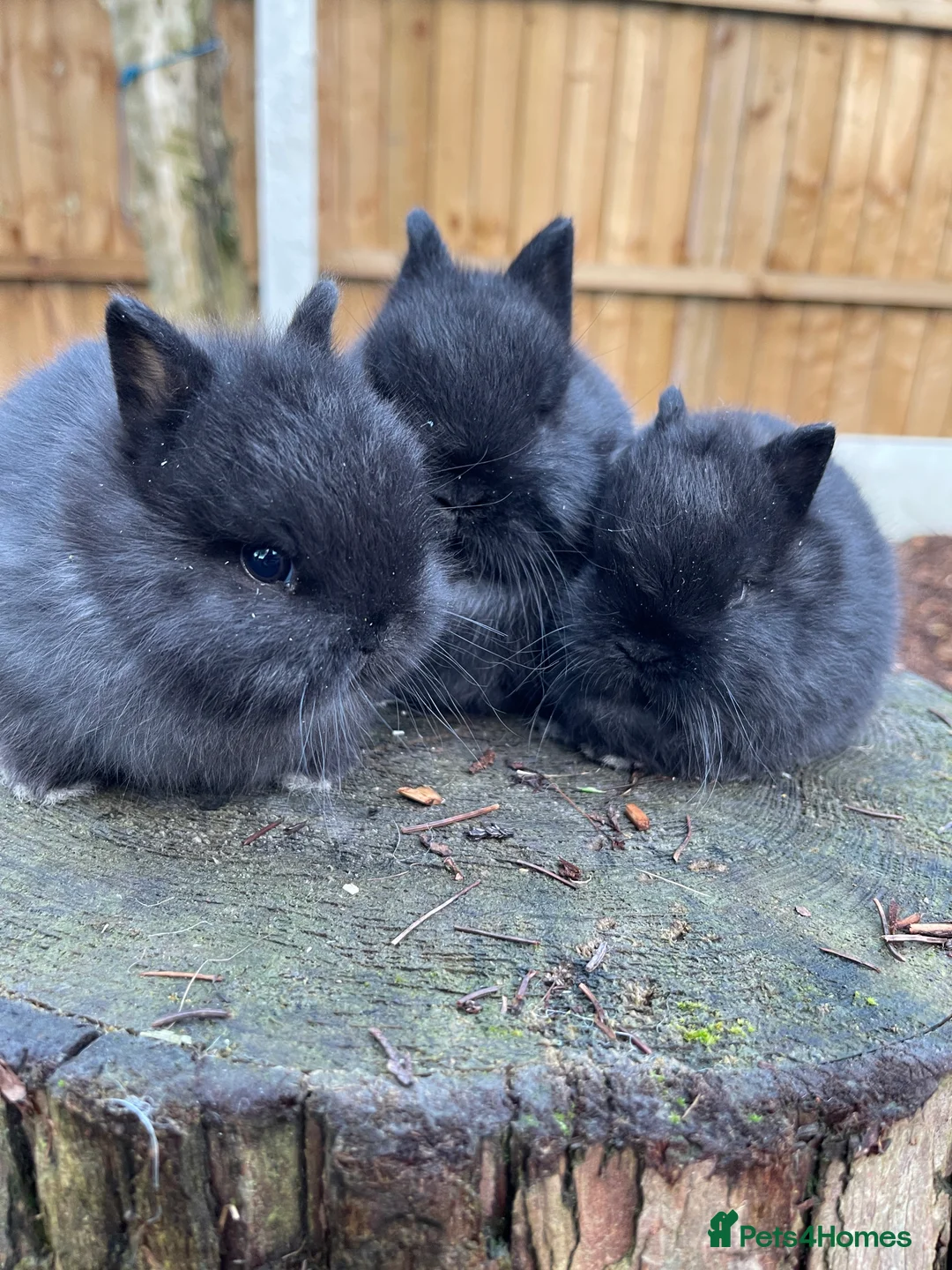 Netherland Dwarf rabbits for sale: Beautiful Netherland Dwarf Baby Rabbits  - Advert 3