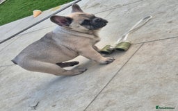 Mixed Breed dogs for sale: Chowxfrenchie Ready for new homes** - Image 21