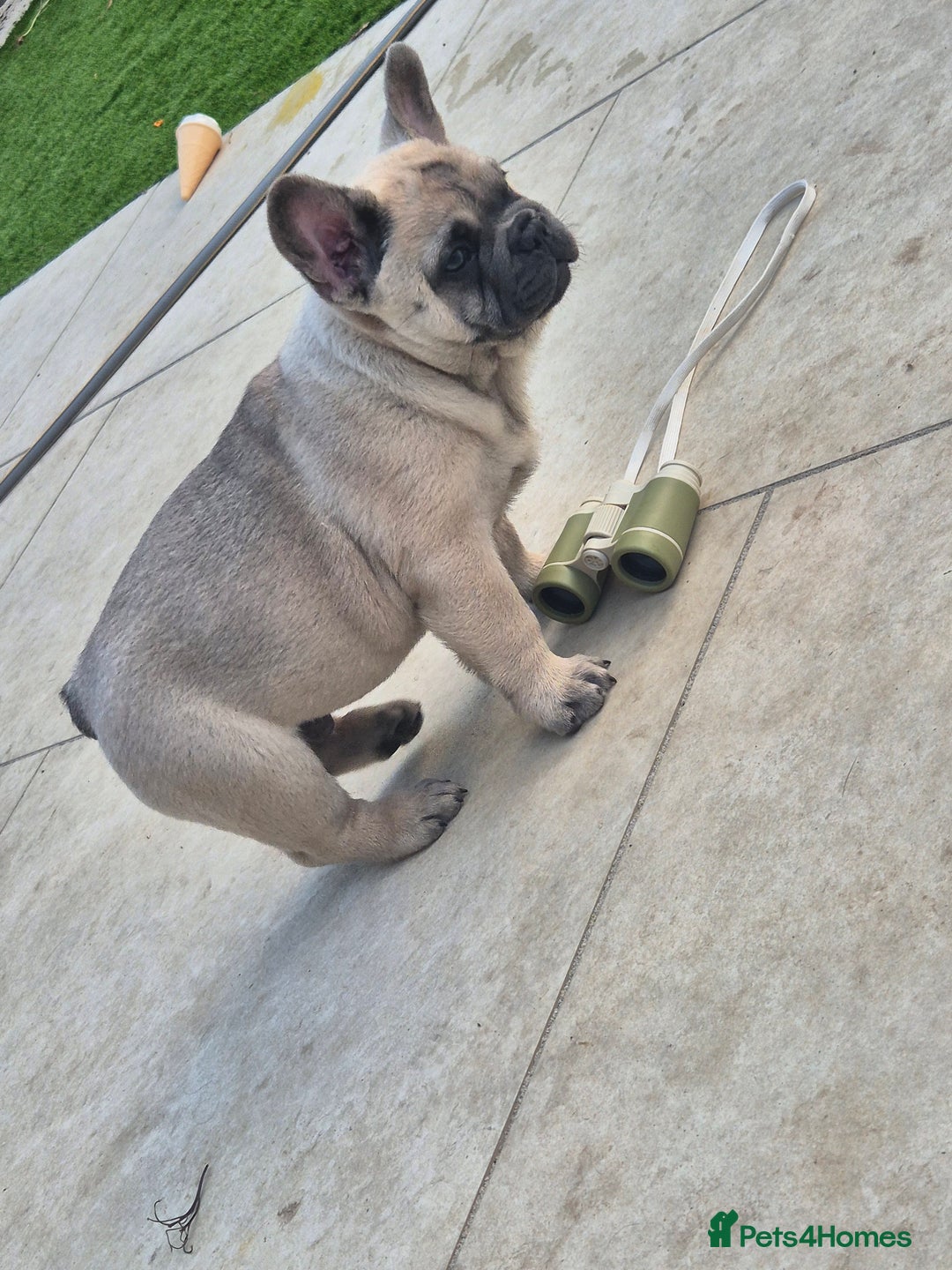 Mixed Breed dogs for sale: Chowxfrenchie Ready for new homes** - Image 21