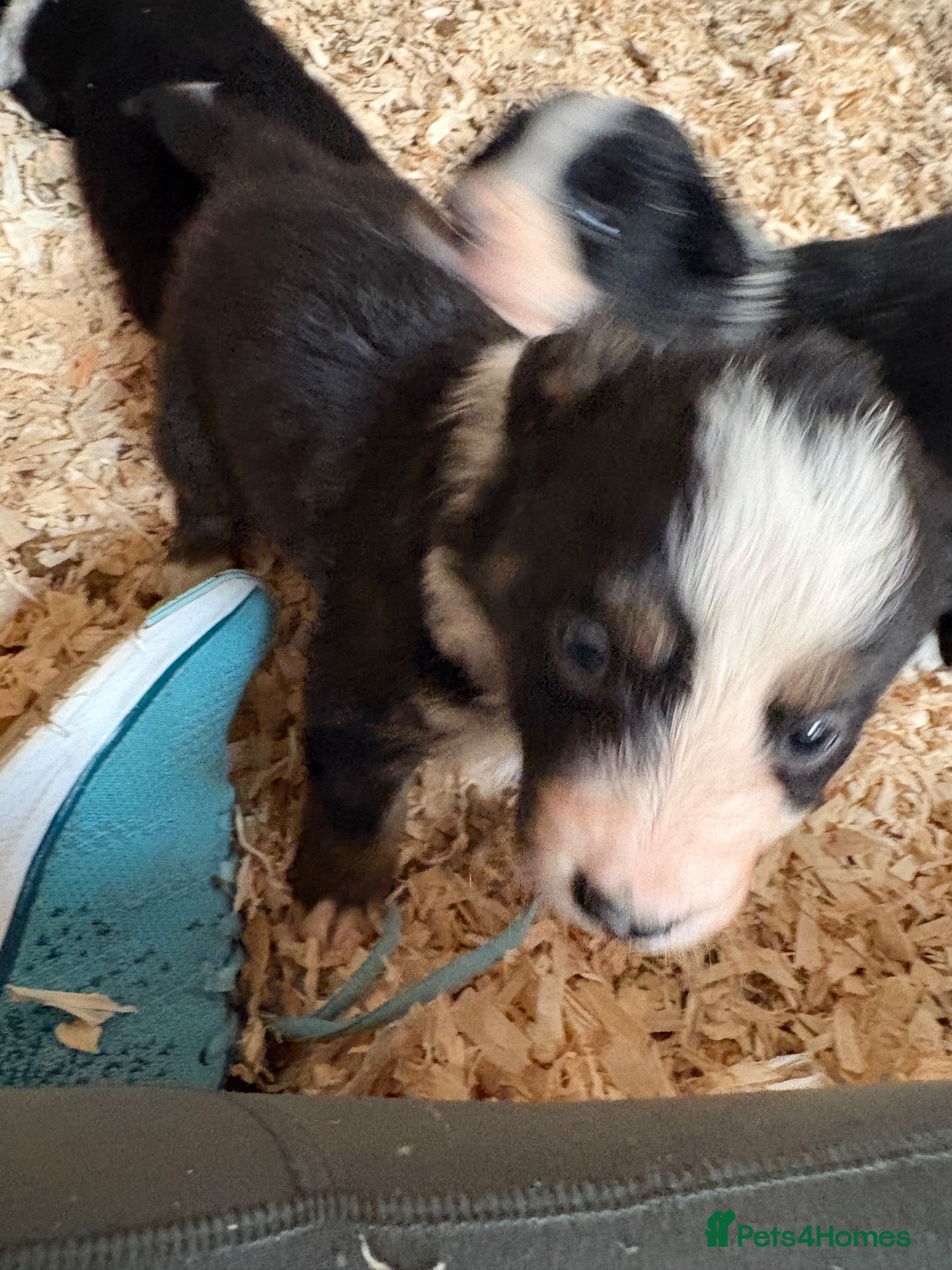 Border Collie dogs Farm Bred Border Collie puppies  - Advert 2