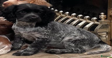 Cocker Spaniel dogs - Advert 1