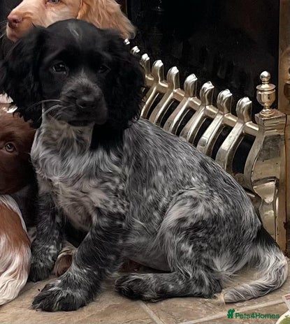 Cocker Spaniel dogs Beautiful Roan cocker spaniel pups - Advert 2